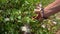 Womens hand gather Capers buds from a branch close up