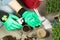 Womens hands in green gloves planting seeds at home in fertile black earth. In background freshly grown sprouts. Spring and