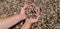 Womens hands hold shells. Seawater with seashells.