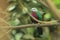 Wompoo fruit-dove