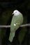 Wompoo Fruit Dove, Ptilinopus magnificus, perched