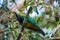 Wompoo Fruit Dove In Small-Fruited Fig Tree