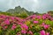 Wondeful summer landscape, spectacular colorful pink rhododendron mountain flowers on the hills in Ciucas mountains, Carpathians,