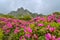 Wondeful summer landscape, spectacular colorful pink rhododendron mountain flowers on the hills in Ciucas mountains, Carpathians,