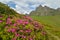 Wondeful summer landscape, spectacular colorful pink rhododendron mountain flowers on the hills in Ciucas mountains, Carpathians,