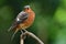 Wonder face lovely bright brown bird with blue head perching on tree branch, Male of White-throated rock thrush Monticola