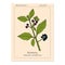 Wonderberry or sunberry Solanum retroflexum , medicinal plant