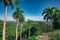 Wonderful aerial view of tropics, palms