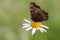 A wonderful Aglais urticae butterfly dark brown sits on a daisy flower