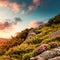 Wonderful alpine highlands with colorful clouds in the sky during sunset. Incredible nature landscape with rhododendron flowers in