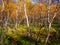 Wonderful alpine landscape with orange autumn dwarf birch at the foot of a rocky mountain