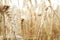 A wonderful barley field