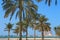 Wonderful beach with dreamlike palm trees and view to blurred city skyline in Abu Dhabi, United Arab Emirates