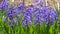 Wonderful beautiful blooming blue hyacinth in the park, close up view