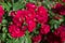 Wonderful beautiful blooming red roses on a bush in the garden. Natural background