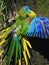 Wonderful beautiful multicoloured Turquoise Parrot.