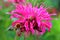 wonderful bee on pink flower monarda