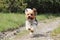 Wonderful Biewer Terrier in run position with tongue out and smile on his face. Pure joy of movement. Tiny devil show us his speed