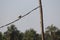 A wonderful bird upon a cable by the pole. This little tiny bird is fast, pretty and instinctive for the threats.