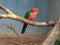 Wonderful bird sitting in a cage