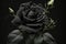 Wonderful black roses background. Fantastic lovely turquoise rose isolated on black background, unusual flower