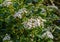 Wonderful blooming Bridal Wreath Shrub