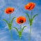 Wonderful blooming large poppies