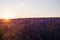 Wonderful blooming lavender sunset over a field. The sun sets on the horizon.