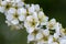 Wonderful blooming of plum in garden