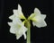 Wonderful blooming white Amaryllis