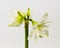 Wonderful blooming white Amaryllis