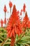 Wonderful blossom of the agave