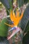 Wonderful blossom of a bird of paradise in full bloom