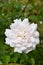 Wonderful blossom of a white rose