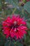 Wonderful blossomed Monarda didyma -Scarlet beebalm- with beautiful leafs - Picture 4 of 4