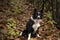 Wonderful border collie puppy plays with his ball in the autumn leaves.