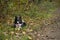 Wonderful border collie puppy plays with his ball in the autumn leaves.