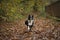 Wonderful border collie puppy plays with his ball in the autumn leaves.