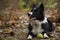 Wonderful border collie puppy plays with his ball in the autumn leaves.