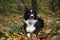 Wonderful border collie puppy plays with his ball in the autumn leaves.