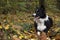 Wonderful border collie puppy plays with his ball in the autumn leaves.