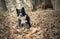 Wonderful border collie puppy plays with his ball in the autumn leaves.