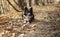 Wonderful border collie puppy plays with his ball in the autumn leaves.