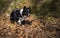 Wonderful border collie puppy plays with his ball in the autumn leaves.