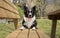 A wonderful border collie puppy relaxes lying on a wooden bench in the woods