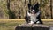 A wonderful border collie puppy stares into the camera lying on a wooden bench.