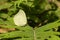 Wonderful bright green butterfly on green fern