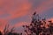 Wonderful and bright pink clouds of sunset over magnolia tree.