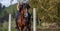 Wonderful brown Lusitano horse, working equitation, Azores islands