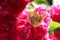 Wonderful butterflies on a red flower